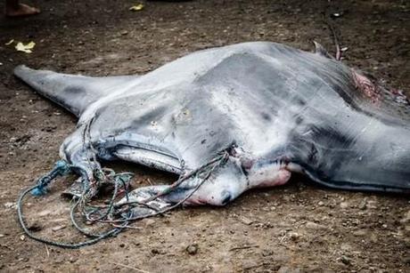 Manta Rays and the Medicinal Belief That is Killing Them