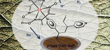 Interfacing the semiconductor gallium phosphide with a cobaloxime catalyst provides an inexpensive photocathode for bionic leaves that produce energy-dense fuels from nothing more than sunlight, water and carbon dioxide.
