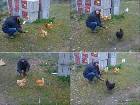 feeding chickens