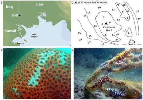 Discovery of a living coral reef in the coastal waters of Iraq : Scientific Reports : Nature Publishing Group