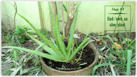 Aloe Vera for Scars