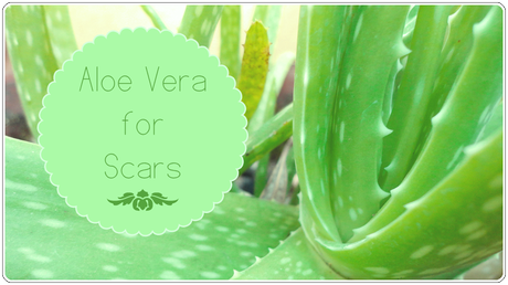 Aloe Vera for Scars