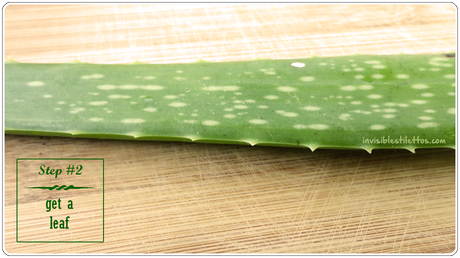 Aloe Vera for Scars