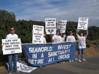 Sign the Petition to Free the Californian Orcas at SeaWorld