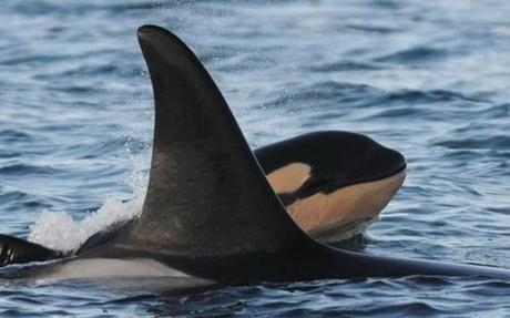 Baby killer whale death investigation flawed, experts say (Canada)