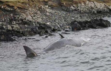 Dead whales surface at Muness (Scotland, UK)