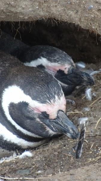 Adorable Penguins Outside of Punta Arenas, Chile