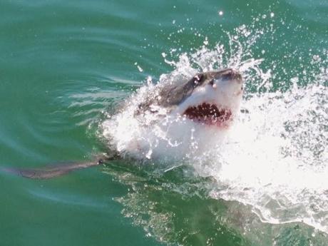 Cage Diving With Great Whites in South Africa