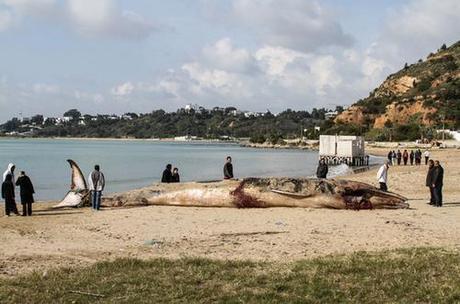 Endangered whale washes ashore in Tunisia