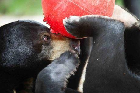 Rescuing Asia’s Endangered Moon Bears