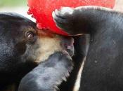 Rescuing Asia’s Endangered Moon Bears
