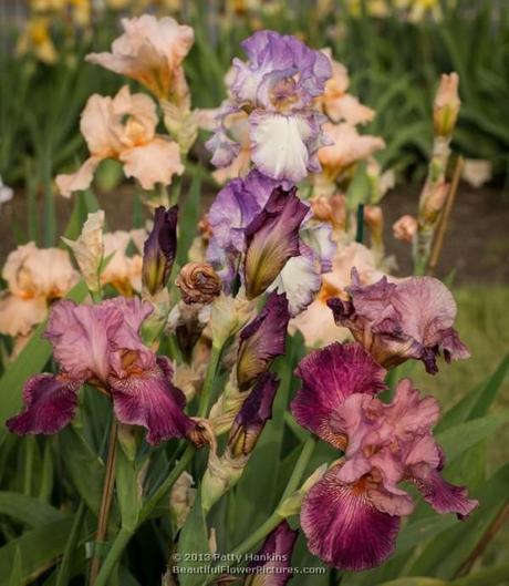 Bearded Irises © 2013 Patty Hankins