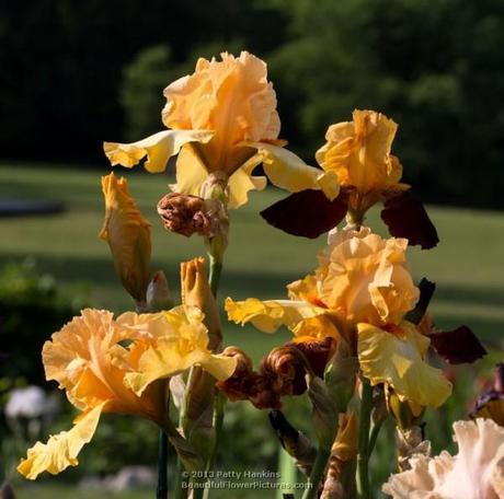 Olympic Challenge Bearded Iris © 2013 Patty Hankins