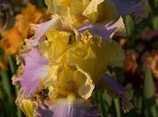 More Bearded Irises