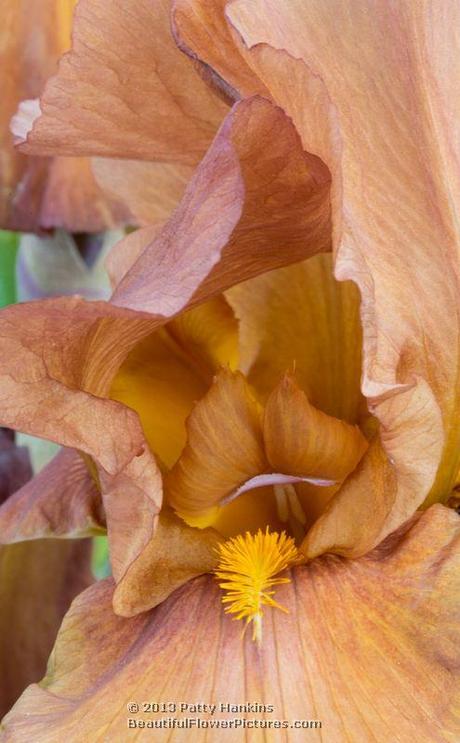 Tijuana Brass Bearded Iris © 2013 Patty Hankins