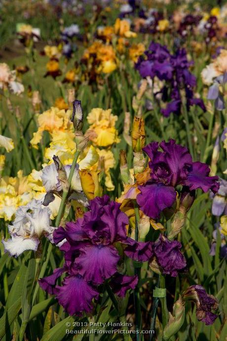 Bearded Irises © 2013 Patty Hankins