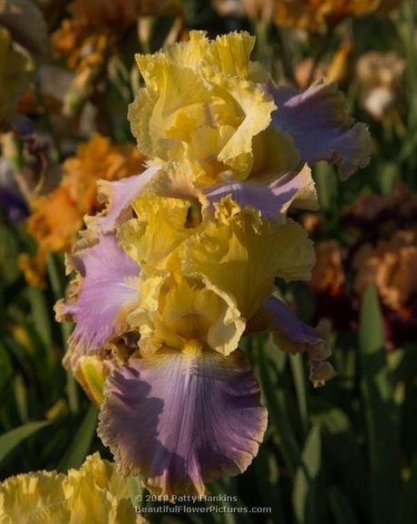 Knock Em Dead Bearded Iris © 2013 Patty Hankins