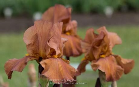 Tijuana Brass Bearded Iris © 2013 Patty Hankins