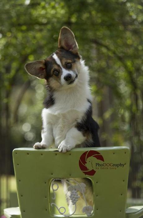 Toronto Pet Photographer, PhoDOGraphy by Edith Levy, Corgi, Paw Print Divas Workshop, dog