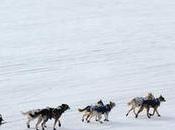 Iditarod 2014: Dallas Seavey Wins Wild Finish!