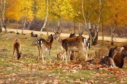 Deer proliferation disrupts a forest’s natural growth