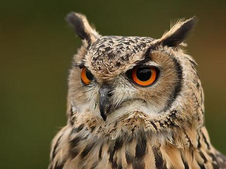 Good eagle owl news from the Netherlands