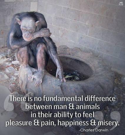 “There is no fundamental difference between man & animals…” #animalrights