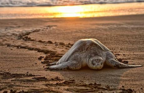 Jairo Mora, 26, was killed last May by poachers protecting turtles on Moín Beach, on Costa Rica’s northern Caribbean coast.Photo Credit:  Lindsay Fendt/The Tico Times
