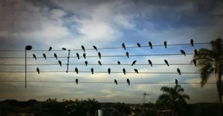 From musical birds on a wire to natural numbers controversy; string theory to theory of everything- some thoughts