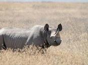 Zimbabwe Rhino Poaching Drops 2013, Animals Remain