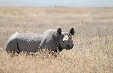 Zimbabwe Rhino Poaching Drops In 2013, 750 Animals Remain