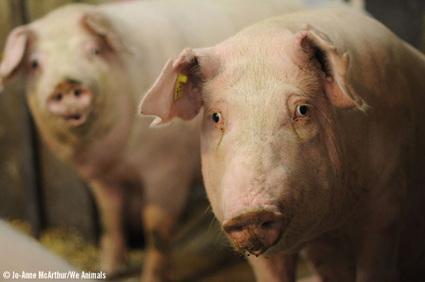 A Glimmer of Hope for Canadian Pigs | Animal Legal Defense Fund