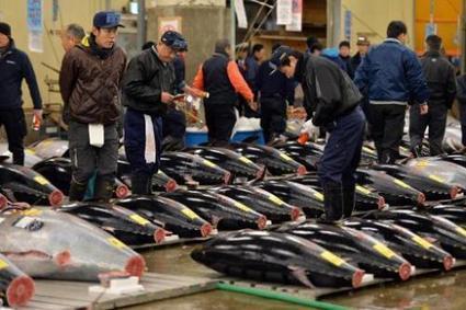 Japan To Half Its Tuna Catches In Northern Pacific