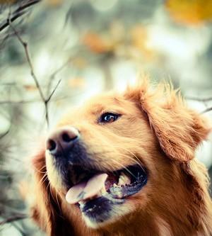 Capture the Moment through Dog Photography
