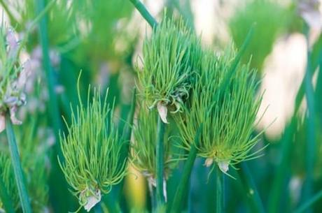 new chive plant from suttons