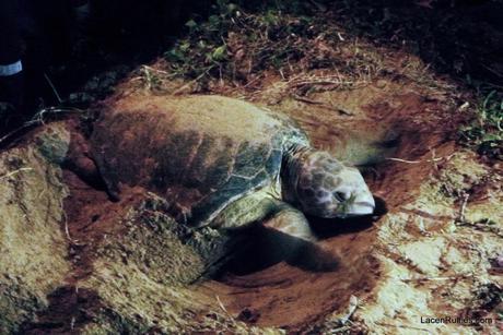 Mon Repos Conservation Park Turtle Season | Lace n Ruffles |