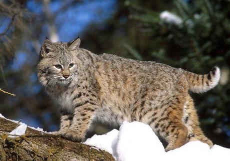 MoveOn Petitions – Oppose HB4226 – The Legalization of Bobcat Hunting in Illinois