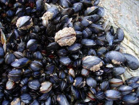 The Mussel Feast by