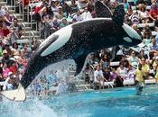 California Bill Seeks Orcas Captivity