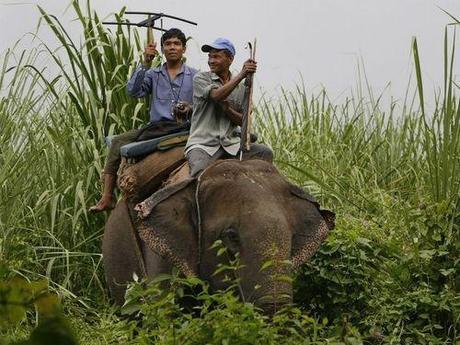 Good News for Animals in Nepal: A Full Year Without Poaching