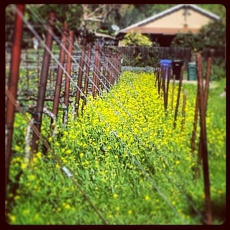 Mustard Greens in the Vineyards
