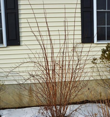 The pruning of my Ninebark 'Diablo'