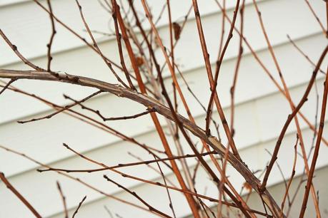 The pruning of my Ninebark 'Diablo'