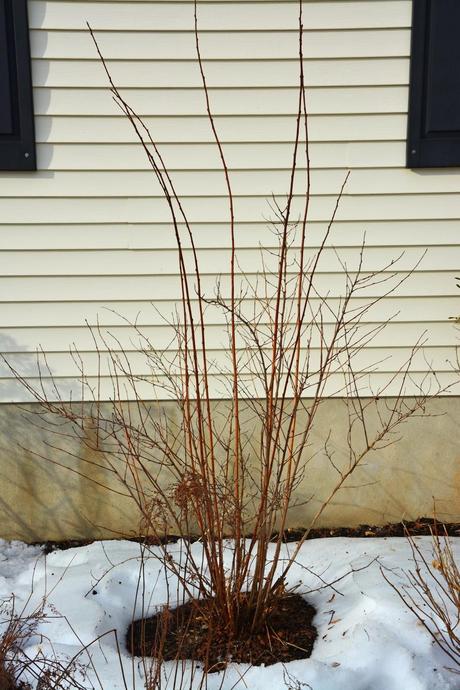 The pruning of my Ninebark 'Diablo'