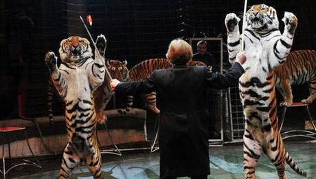 Russia Moves To Protect Entertainment Animal Abuse