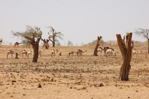 Asia-Pacific forest, grassland destruction continues to climb: FAO