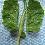 Brilliant Brussel Top & Kale Crisps