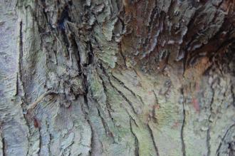 Cupressus macnabiana Bark (02/02/2014, Kew Gardens, London)