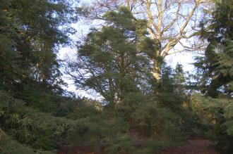 Cupressus macnabiana (02/02/2014, Kew Gardens, London)