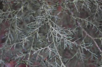 Cupressus macnabiana Leaf (02/02/2014, Kew Gardens, London)